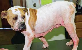 Chairside Roadmap to Diagnosing Canine Atopic Dermatitis